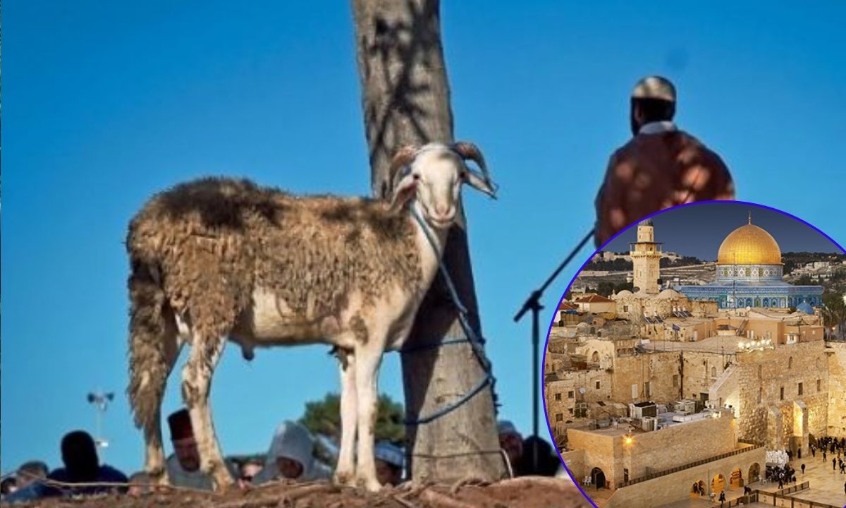 Detienen a 21 israelíes por plan para sacrificar una cabra en la Pascua judía