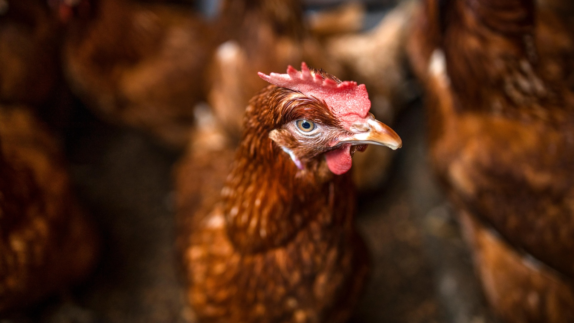 Honduras: Autoridades sacrifican aves de granja para frenar el brote de gripe aviar