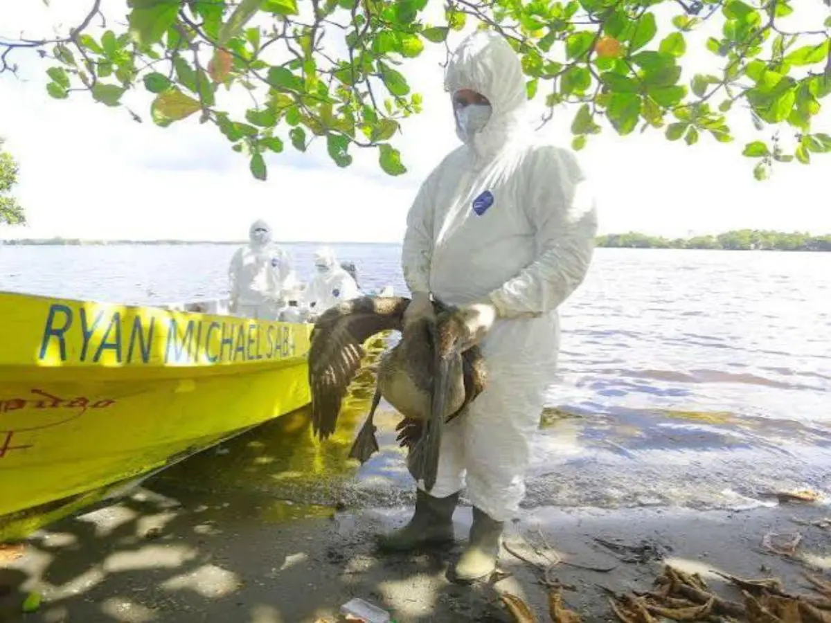 Senasa refuerza la vigilancia en el occidente de Honduras tras detectarse brote de influenza aviar en aves silvestres