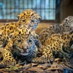 Nacieron cuatro cachorros de una especie que no se reproducía en cautiverio desde hacía 15 años