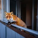 Un zorro empezó a aparecer todas las noches en el mismo balcón y los vecinos lo grabaron
