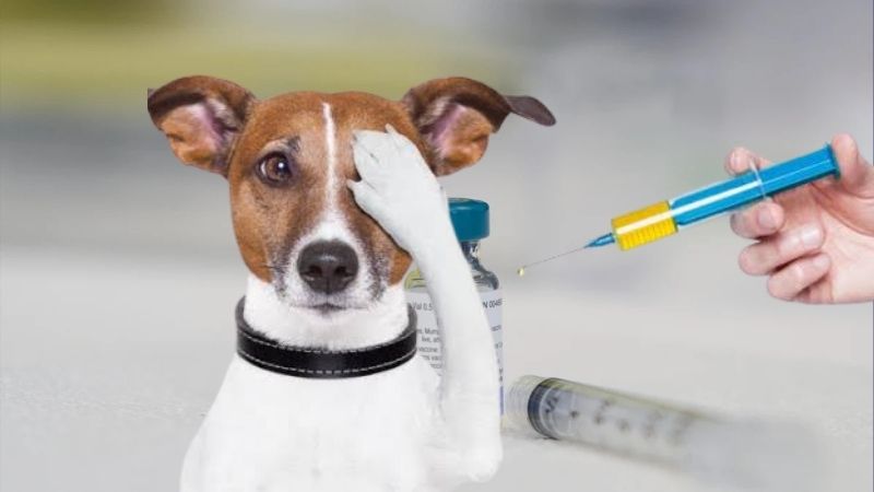 Multas en Honduras para dueños que no vacunen a sus mascotas