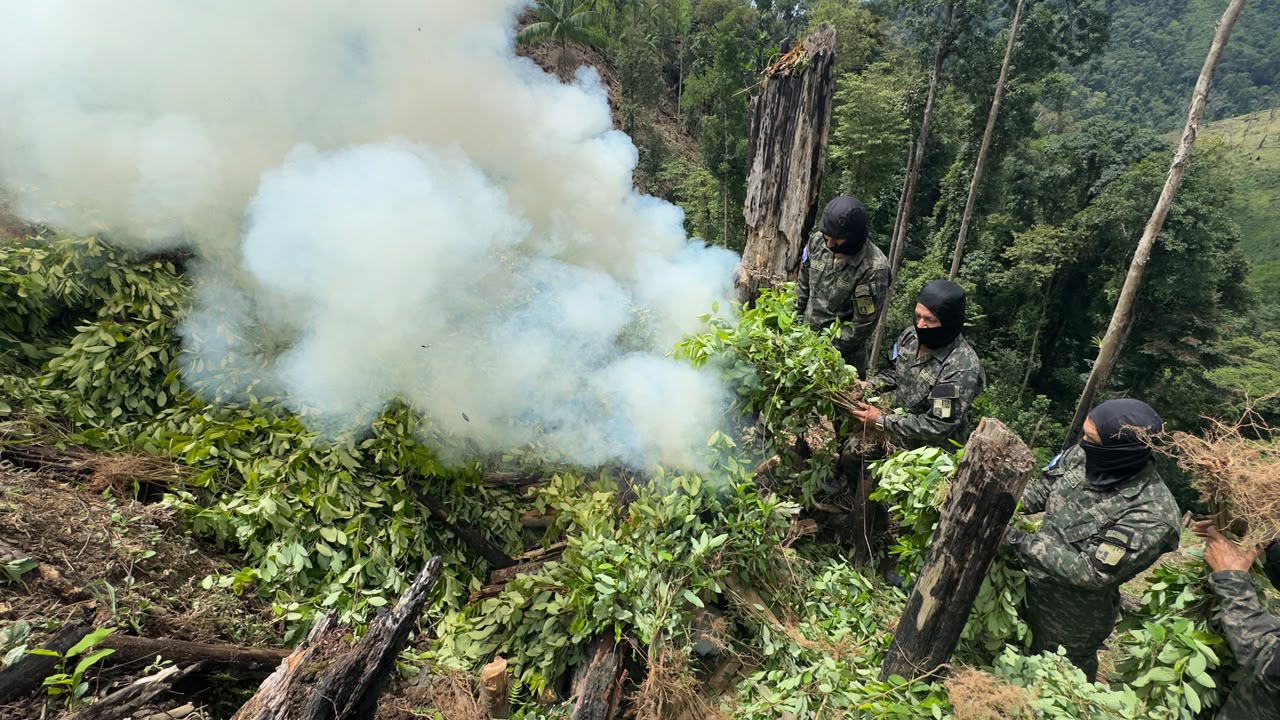 Operación contra el narcotráfico en Dulce Nombre de Culmí: destruyen más de 15 mil plantas de coca