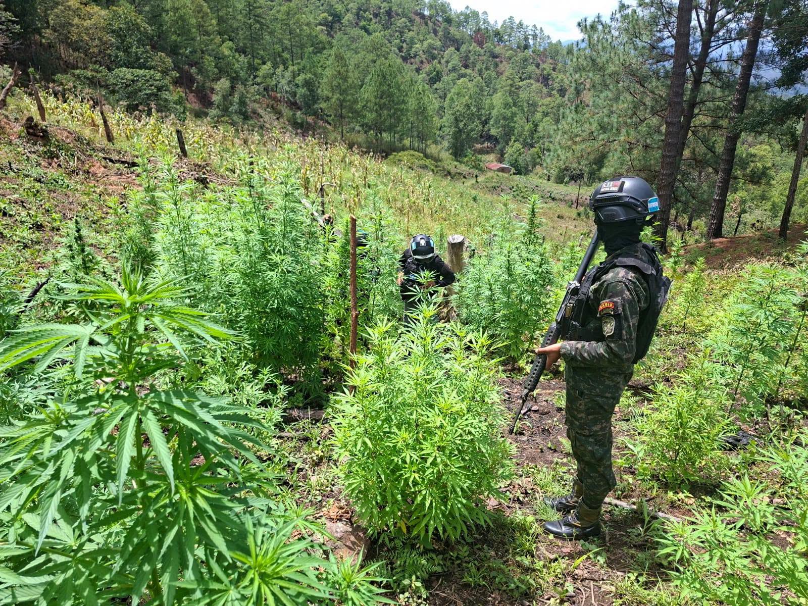 Yoro: incautan 25.000 arbustos de coca y 3.500 plantas de marihuana